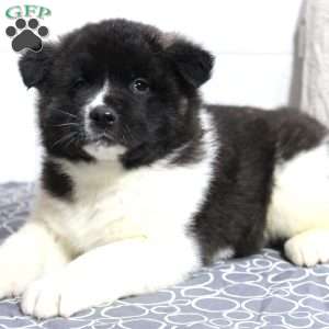 Teddy, Akita Puppy